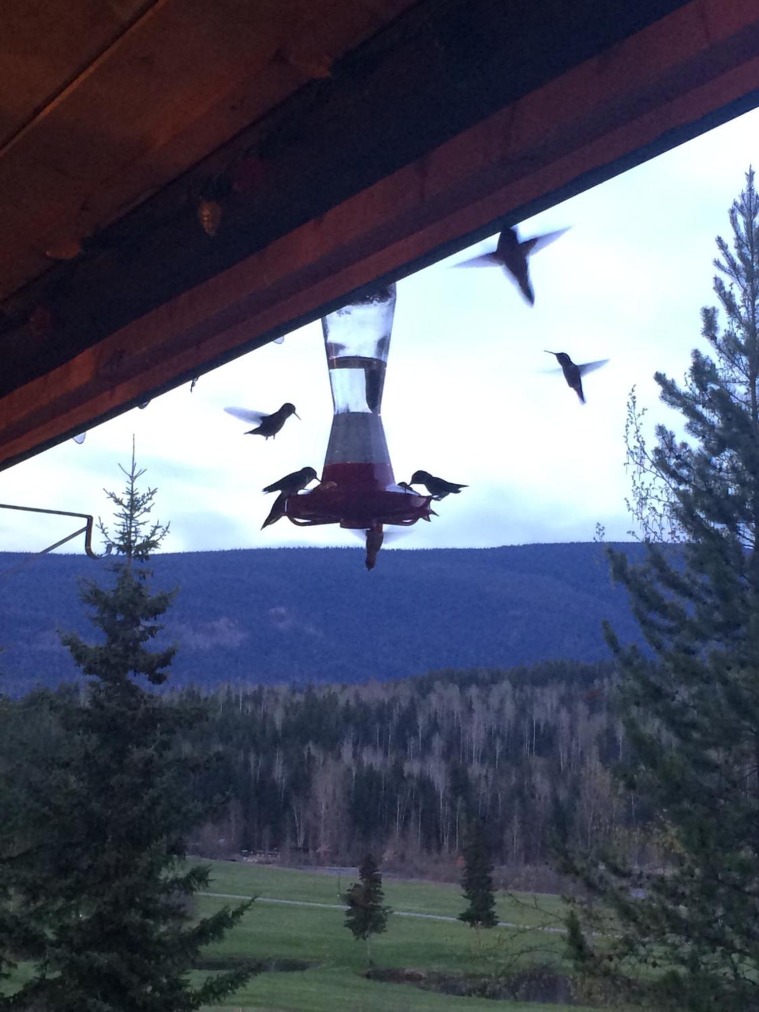 Helmcken Falls Lodge Cabin Rooms And Rv Park Clearwater Exterior foto